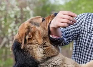 ثبت بیش از ۲۲ هزار مورد حیوان گزیدگی در خوزستان