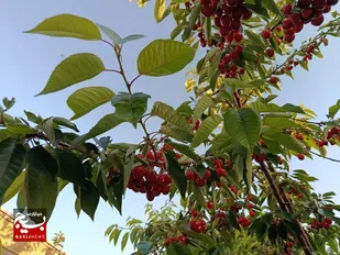 پیش&zwnj;بینی برداشت ۱۶هزار تن گیلاس و آلبالو از اردبیل