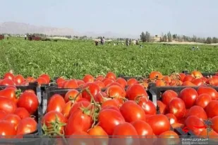 صادرات ۶٢٠ تن گوجه&zwnj;فرنگی تولیدی گلخانه های شهرستان خاش به خارج از کشور