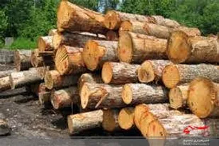 کشف ۲ تن چوب جنگلی قاچاق توسط بسیجیان چالوس