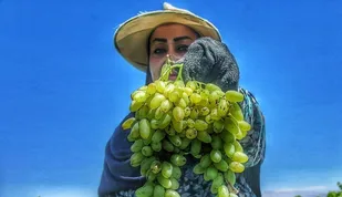انگور خلیل آباد؛ از تاکستان ها تا بارگاه بهداشتی