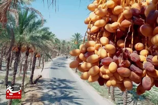 خرید بیش &zwnj;از ۳۸۰۰  تن خرما در خرمشهر