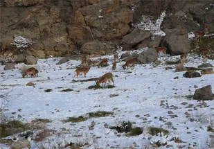 مردم گلستان از نزدیک&zwnj;شدن به زیستگاه&zwnj;های حیات&zwnj;وحش خودداری کنند