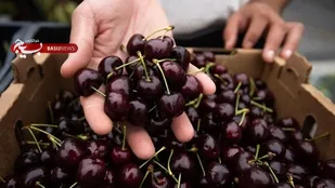 آذربایجان شرقی رتبه پنجم تولید محصول گیلاس در کشور