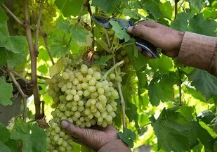 تولید محصولات کشاورزی ارگانیک با کمک جهادگران بسیجی