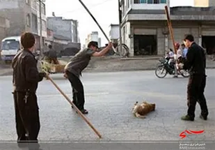فرد حیوان&zwnj;آزار در شهرستان سرعین دستگیر شد