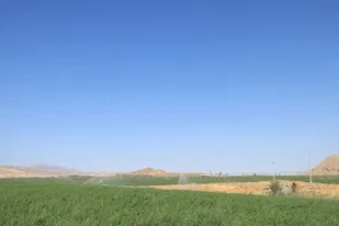 سالانه ۲۳ هزار تن یونجه در خاش تولید می&zwnj;شود