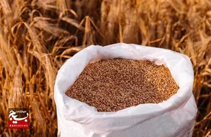 خرید گندم در خوزستان از ۵۸ هزار تن فراتر رفت