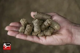 بقایای نیشکر جایگزینی اقتصادی و پایدار برای تامین خوراک دام