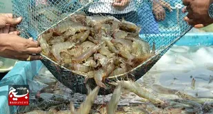ذخیره سازی ۱۹۰ میلیون قطعه بچه میگو در مزارع و استخر&zwnj;های پرورش