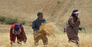 طلب ۱۷ هزار میلیارد تومانی گندم&zwnj;کاران از دولت