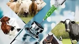 بیش از ۱۱ تن فرآورده&zwnj;های دارویی دامپزشکی از استان قزوین صادر شده است