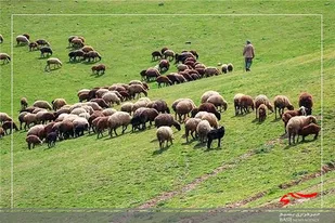 مهلت تمدید پروانه چرای دامداران و عشایرتا هشتم آذرماه