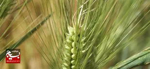 مزارع گندم خوزستان سم پاشی شوند