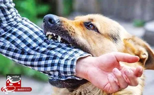۹۹ مورد سگ گزیدگی در بیله&zwnj;سوار