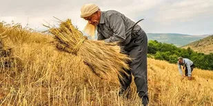 پرداخت ۳ همت از مطالبات گندم&zwnj;کاران کردستان