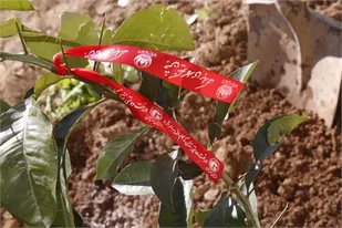 گره زدن روبان جشن نیکوکاری بر نهال&zwnj;های دوستی در استان سمنان