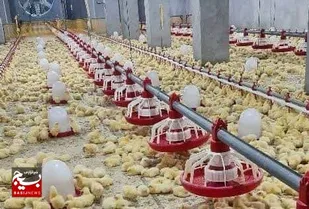 راه&zwnj;اندازی واحدهای راکد مرغداری و افزایش جوجه&zwnj;ریزی در شهرستان زابل