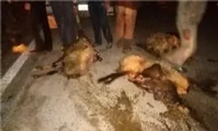40 راس دام در برخورد تریلی با گله گوسفندان در شاهرود تلف شد