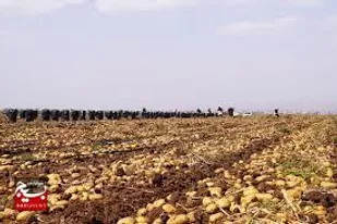صادرات ۲۲ هزار تُن سیب&zwnj;زمینی از اردبیل به کشورهای همسایه