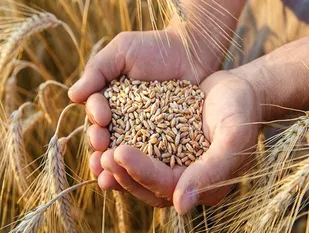 خارج&zwnj;شدن 5 میلیون تن گندم از چرخه مصرف انسانی/ دولت به قانون خرید تضمینی گندم عمل کند