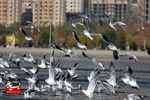 بیماری&zwnj;های تنفسی طیور در اردبیل مشاهده نشده است