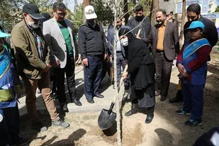 شهروندان منطقه 10 درخت کاشتند/ توزیع نهال مثمر در بوستان های منطقه