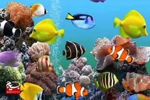 اسحاق زمانی ؛ کار آفرینی که باتخصص ایجاد شغل کرده و در کنارش فعالیت های فرهنگی ورزشی متنوعی هم دارد