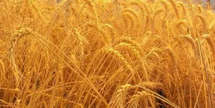 تولید گندم روسیه در مرز رکورد زدن