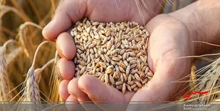 خرید بیش از ۱۰۰۰ تن گندم از کشاورزان استان اردبیل