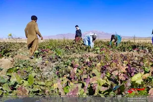 سبزی&zwnj;های معطر خاش تزئین سفره افطاری روزه داران سیستان و بلوچستان