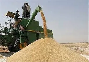 پیش بینی خرید تضمینی بیش از هشت میلیون و ۵۰۰ هزار تن گندم مازاد در کشور