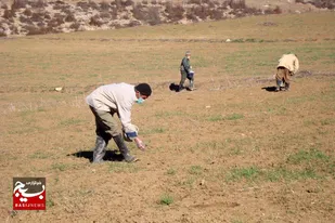 مبارزه با آفت موش در ۱۳۰ هزار هکتار از مزارع استان اردبیل انجام شد