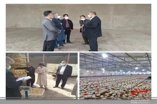 راه اندازی اولین مرکز قرنطینه مرغ زنده در زاهدان
