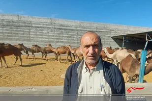 توسعه شترداری نوین در سیستان وبلوچستان یک ضرورت است
