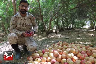 جوان بسیجی باغملکی، کشاورزی موفق