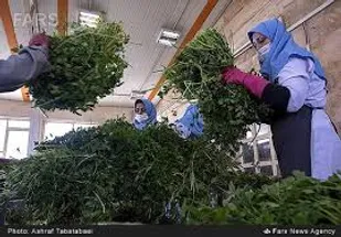 کرونا و تشدید بحران اقتصادی برای زنان سرپرست خانوار