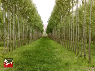 طرح زراعت چوب جبران کننده عقب ماندگی&zwnj;های خوزستان در جنگلداری