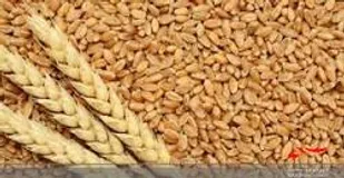 آغاز توزیع ۷۵۰۰ تُن بذور اصلاح&zwnj;شده گندم در مرکز لرستان