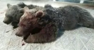دو قلاده خرس در جاده مجن شاهرود تلف شدند