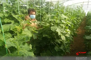 برداشت خیار گلخانه&zwnj;ای در ایرانشهر از مرز ٣ هزار تن گذشت