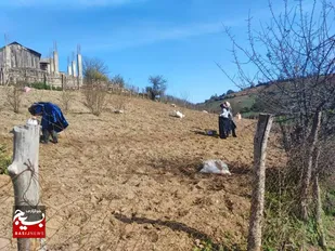 الگوی کشت&zwnj; مخلوط گندم و علوفه در مناطق محروم آغاز شد