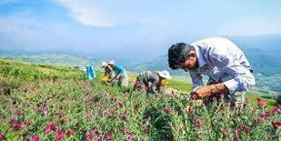تاکید فرماندار پیشوا بر تغییر الگوی کشت به سمت گیاهان دارویی و گل&zwnj;های زینتی