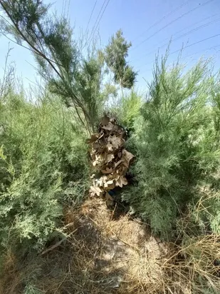 برگزاری دوره آموزش عملی و تئوری استتار گروه شهید جهاد مغنیه توسط پایگاه شهید&zwnj; مسعود&zwnj; علیمحمدی حوزه مقاومت بسیج پنج سلمان