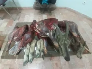 متخلفان بی رحم شکار و صید بز وحشی و بزغاله در بردسکن دستگیر شدند