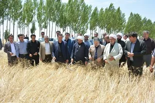 پیش بینی خرید تضمینی 530 هزار تن گندم در آذربایجان شرقی