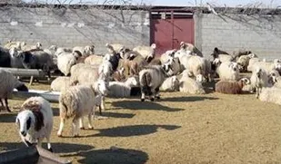 دامداران دام عرضه نمی&zwnj;کنند تا به گرانتر بفروشند