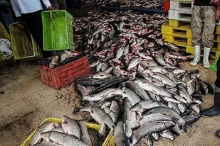 کشف 6 تن ماهی قاچاق در دشتیاری