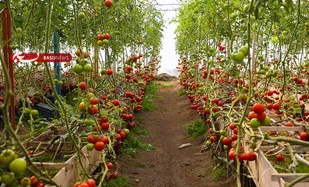 بررسی جایگاه اقتصاد&nbsp;مقاومتی در خودکفایی کشاورزی و پایداری امنیت ملی