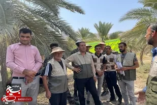کارگاه آموزشی ویژه گروه&zwnj;های جهادی جهت آشنایی با آفت خطرناک سرخورطمی حنایی درخت نخل +عکس